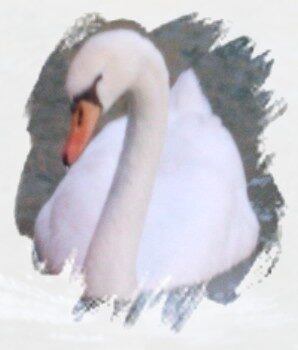 Un amore di “Swan”