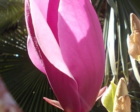 Pelle di magnolia